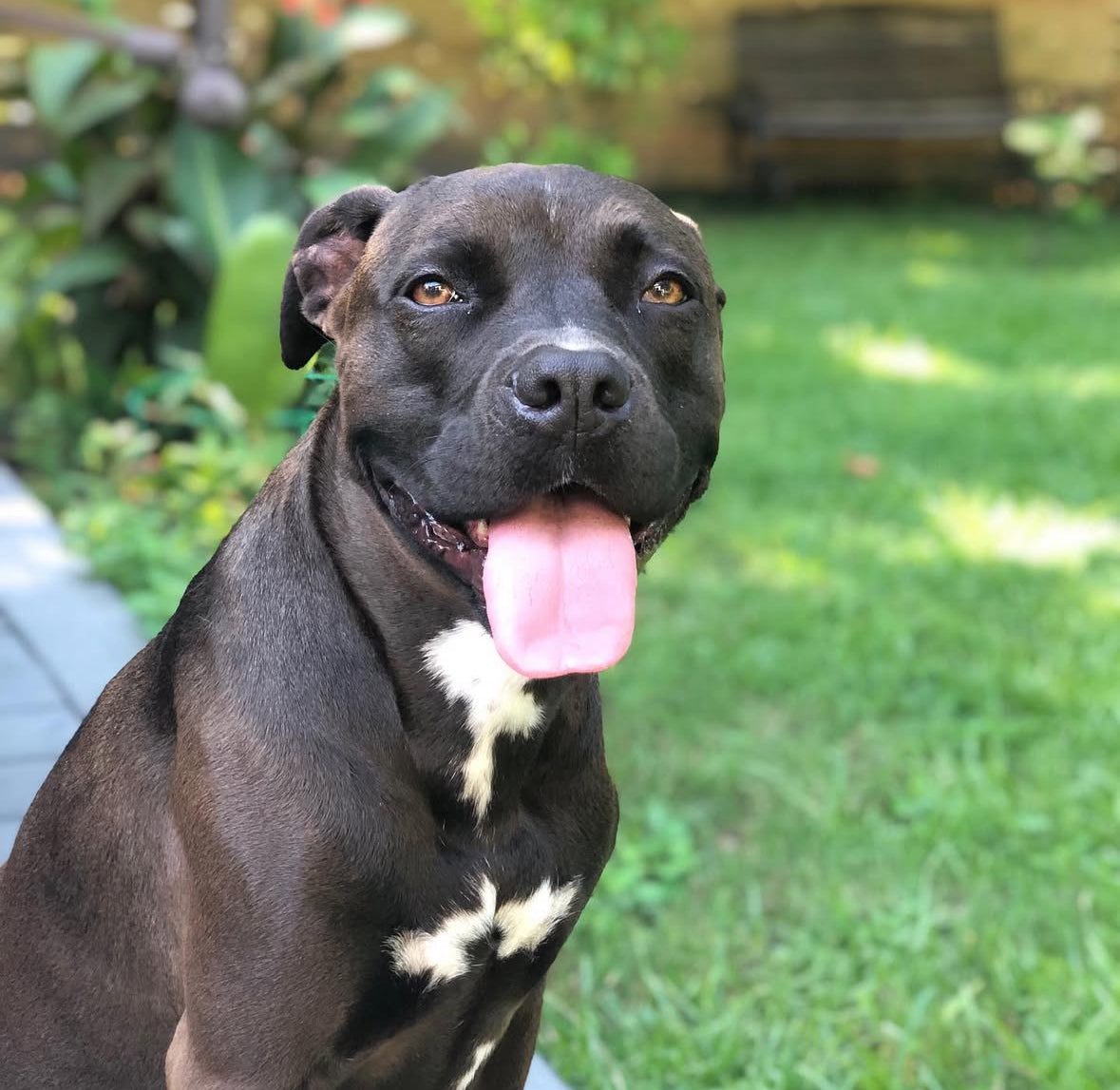 BAMA PET SHAMPOO BAR