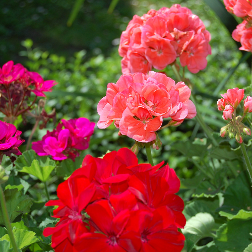 GERANIUM - Floral, Sweet, Green