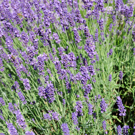 LAVENDER 40/42 ESSENTIAL OIL