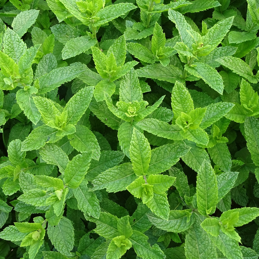 PEPPERMINT ESSENTIAL OIL