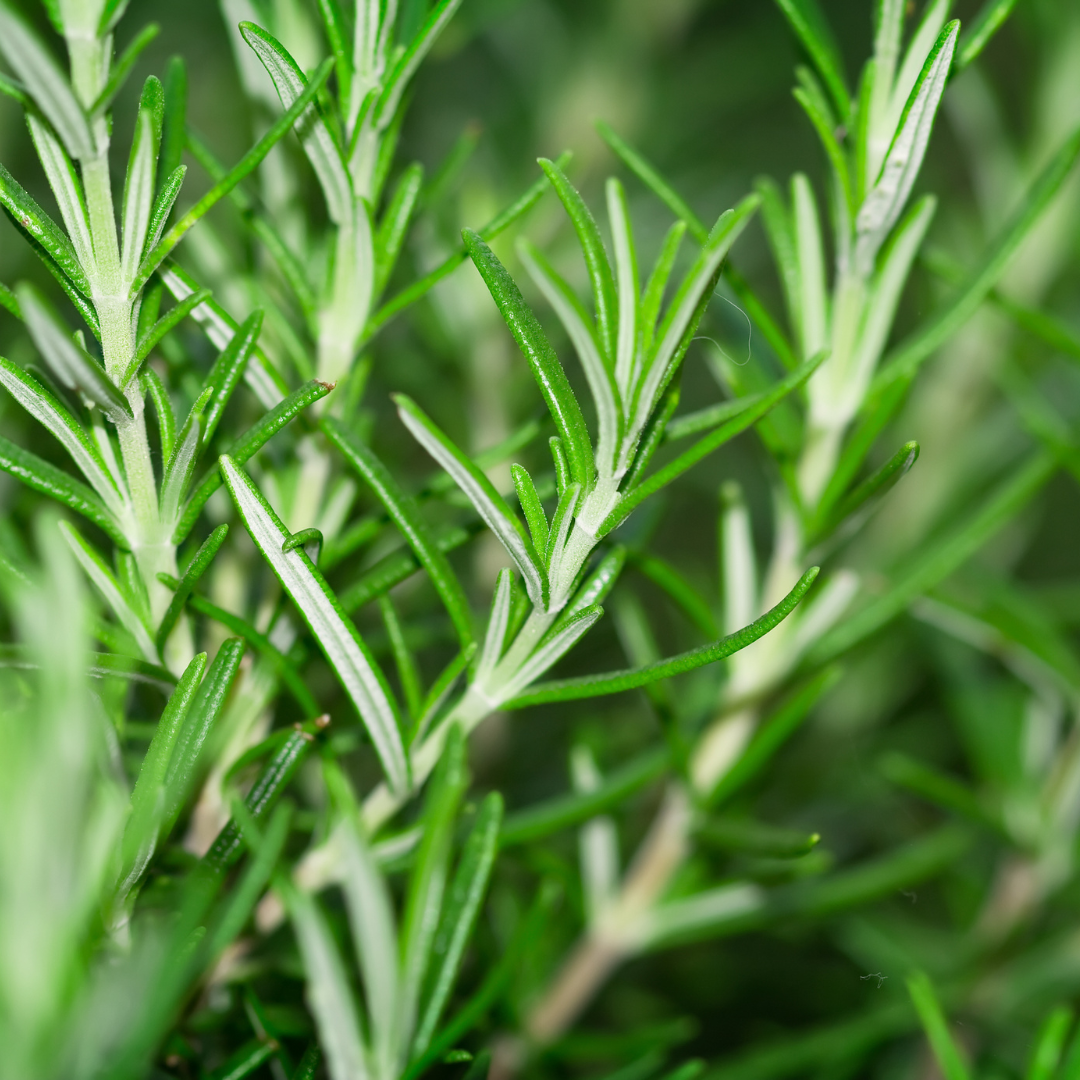 Rosemary Essential Oil - Strong, Fresh, & Herbaceous