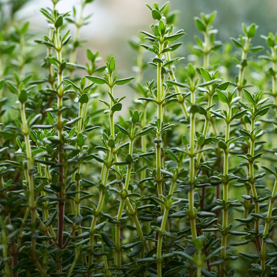 Thyme Essential Oil - Warm, Spicy & Herbaceous
