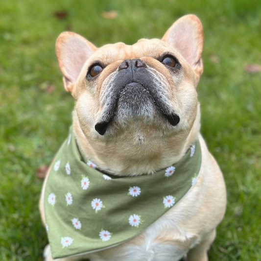 Daisy Dog Bandana