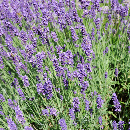 Lavender 40/42 Essential Oil - Sweet, Floral & Herbaceous