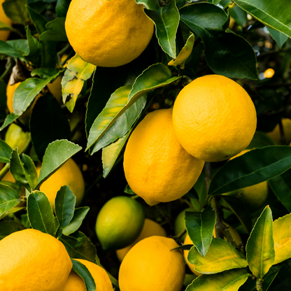 Lemon Essential Oil - Light, Fresh & Citrus